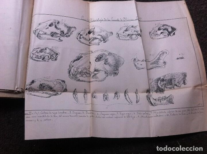 Libros antiguos: CURSO DE PALEONTOLOG&Iacute;A DE LA ESCUELA DE MINAS. - Foto 12