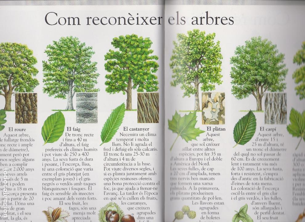 Libros antiguos: EL BOSC. - Foto 3