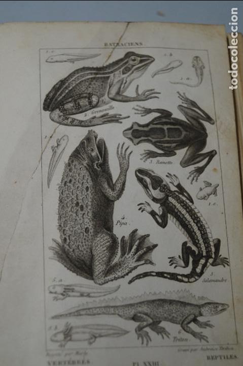 Libros antiguos: ELEMENTOS DE HISTORIA NATURAL. A SALACROUX. 1843 - Foto 3