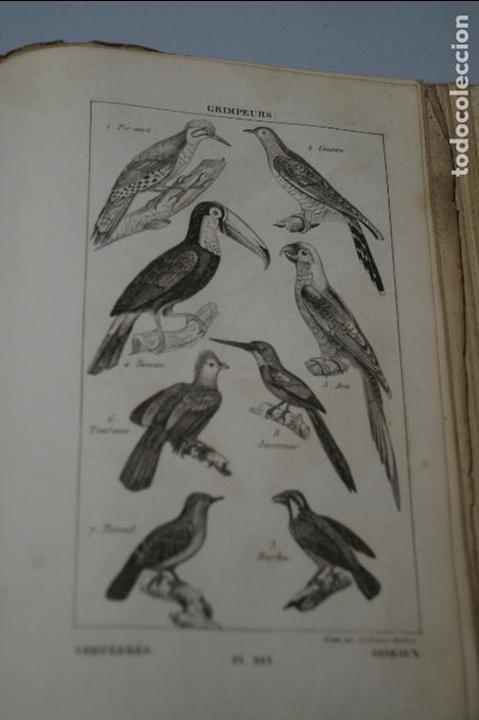 Libros antiguos: ELEMENTOS DE HISTORIA NATURAL. A SALACROUX. 1843 - Foto 4
