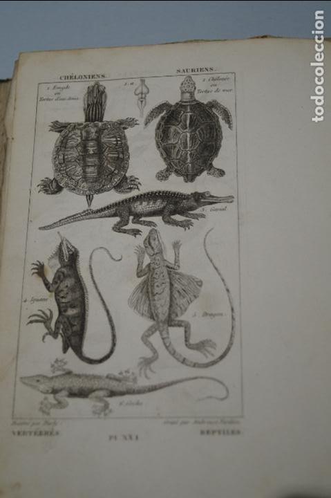 Libros antiguos: ELEMENTOS DE HISTORIA NATURAL. A SALACROUX. 1843 - Foto 5