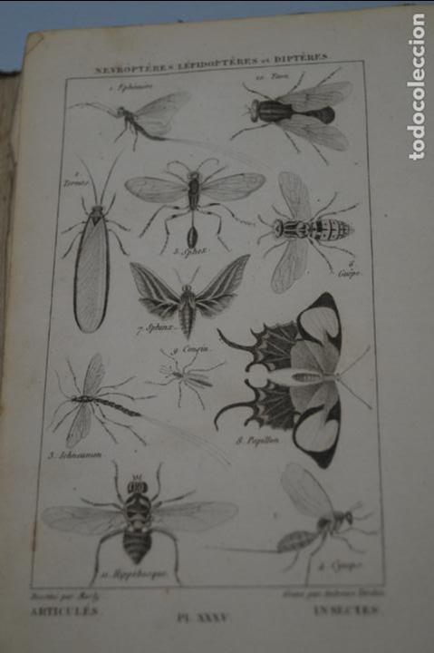 Libros antiguos: ELEMENTOS DE HISTORIA NATURAL. A SALACROUX. 1843 - Foto 8