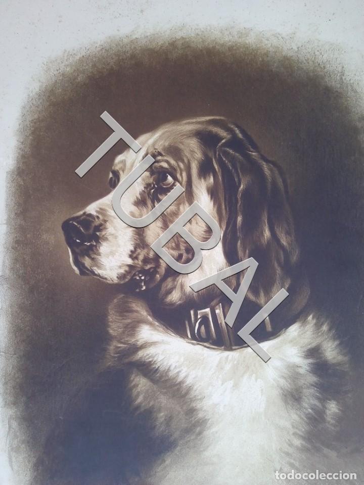 Libros antiguos: TUBAL ANTIGUA LITOGRAFIA CABEZA DE PERRO M H LONG GRAN TAMA&Ntilde;O