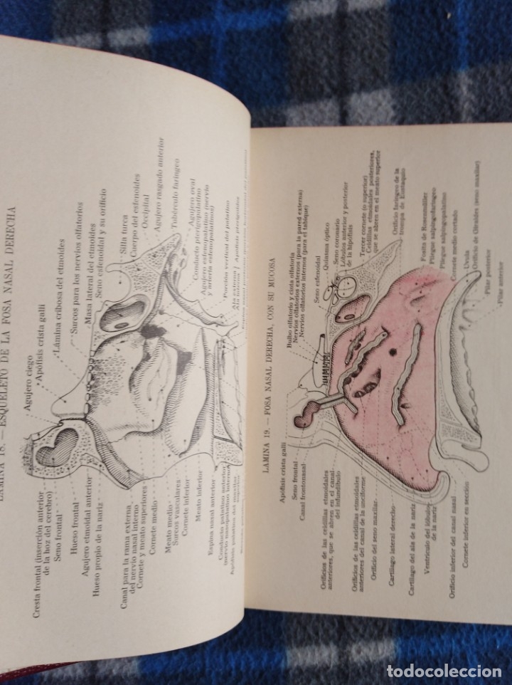 Libros antiguos: Atlas de anatom&iacute;a - (538) - Foto 2