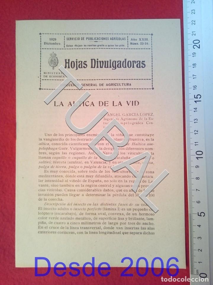 Old books: TUBAL 1929 LA ALTICA DE LA VID HOJAS DIVULGADORAS AGRICULTURA DICIEMBRE 23 ENV&Iacute;O 1 &euro; 2019 U14