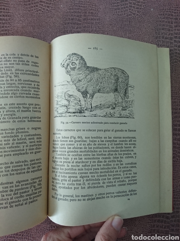 Libros antiguos: Reses lanares - Foto 2