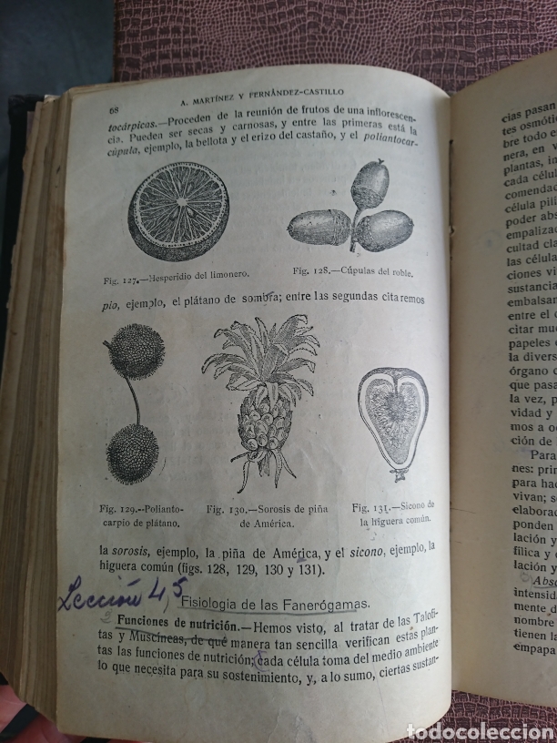 Libros antiguos: Compendio de historia natural. 1922. D. Manuel Cazurro - Foto 4