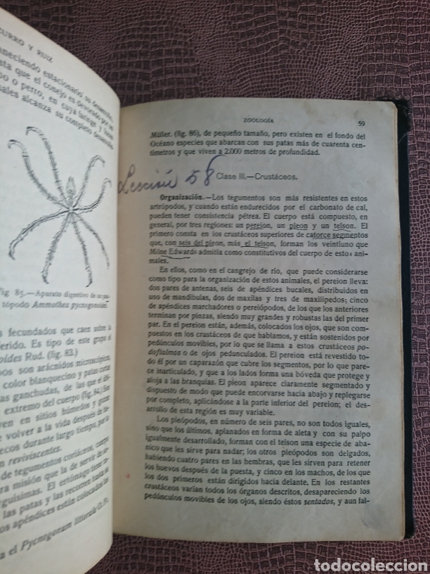Libros antiguos: Compendio de historia natural. 1922. D. Manuel Cazurro - Foto 5