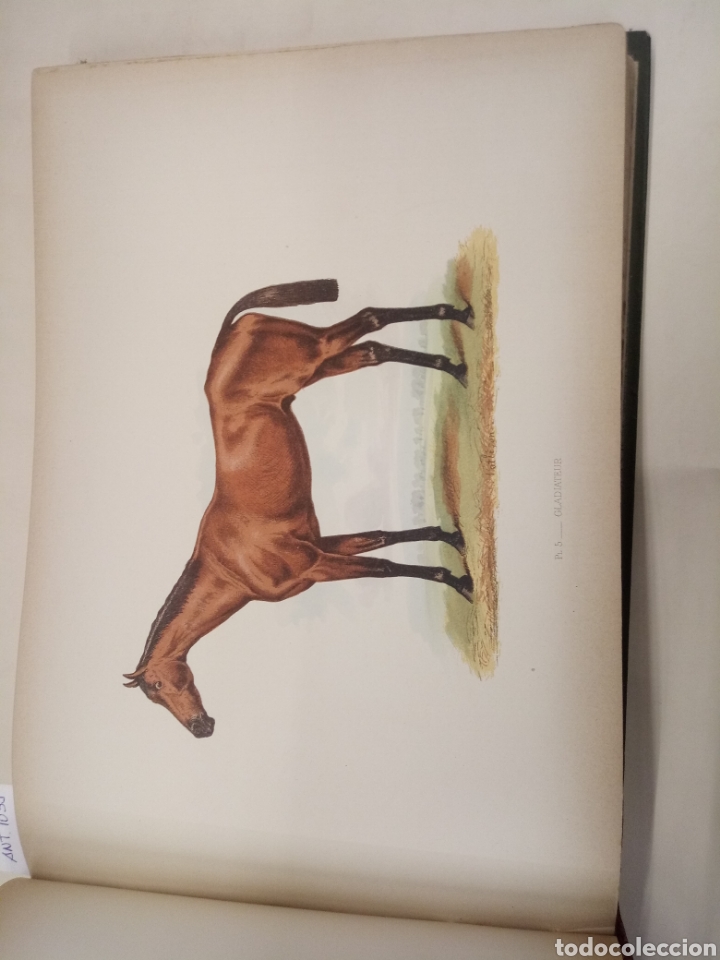 Libros antiguos: RACE HORSES THOROUGH-BRED STALLIONS - Foto 5