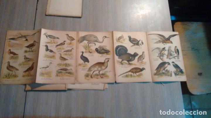 Libros antiguos: ATLAS DE BOLSILLO - AVES - - Foto 4