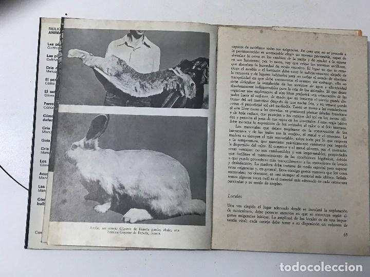 Libros antiguos: Mar&iacute;o Vaccaro. Cr&iacute;a moder de los Conejos, manual pr&aacute;ctico. - Foto 3