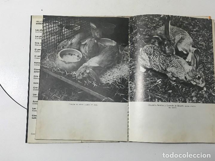 Libros antiguos: Mar&iacute;o Vaccaro. Cr&iacute;a moder de los Conejos, manual pr&aacute;ctico. - Foto 4