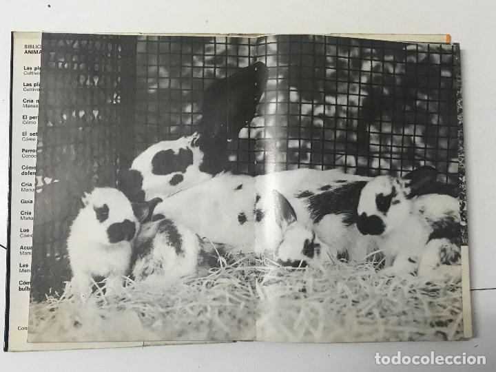 Libros antiguos: Mar&iacute;o Vaccaro. Cr&iacute;a moder de los Conejos, manual pr&aacute;ctico. - Foto 5