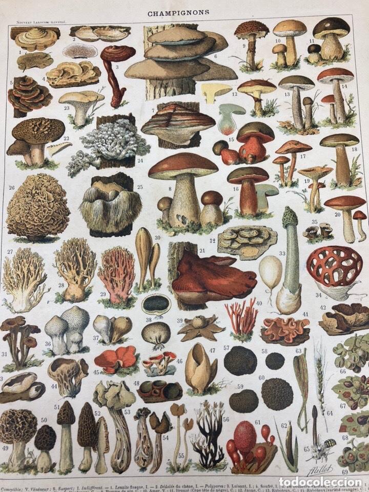 Libros antiguos: Libro de posible enciclopedia laorousse 1900 aprox - Foto 4