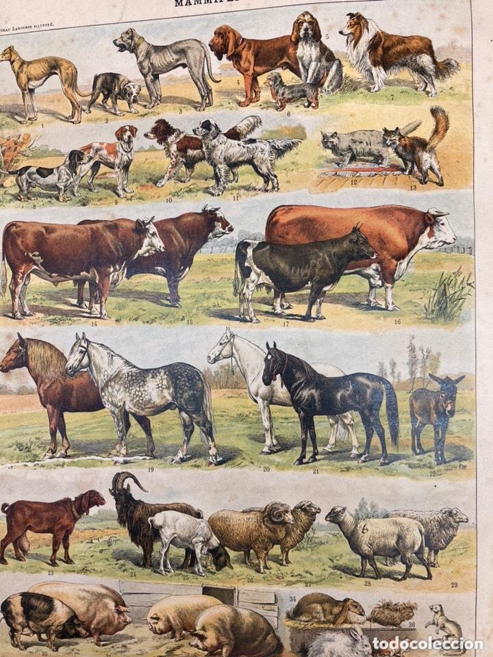 Libros antiguos: Libro de posible enciclopedia laorousse 1900 aprox - Foto 6