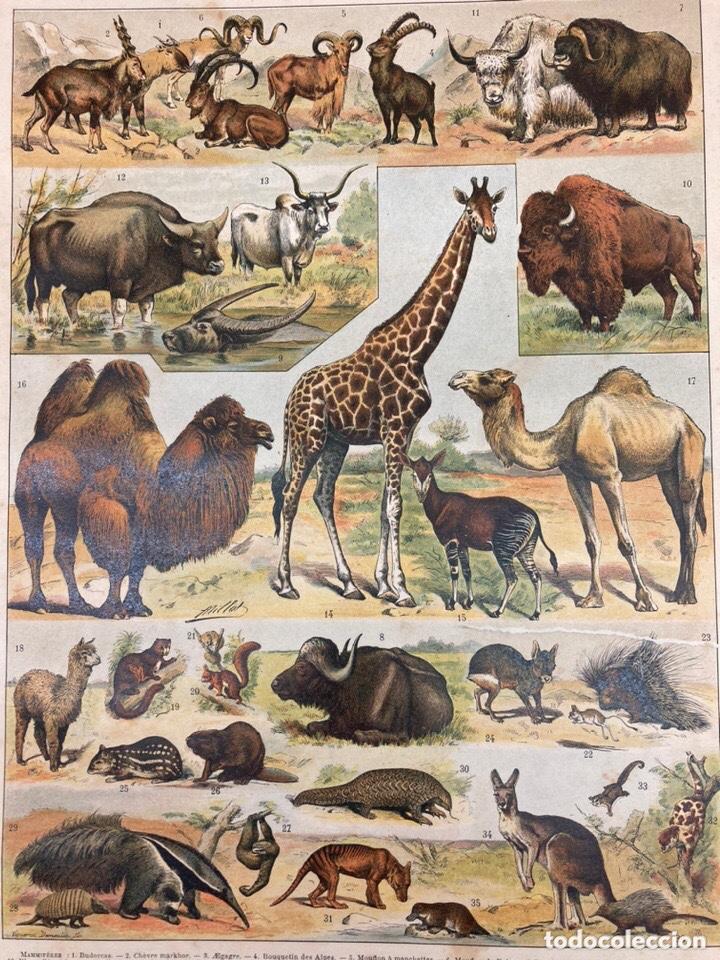 Libros antiguos: Libro de posible enciclopedia laorousse 1900 aprox - Foto 7