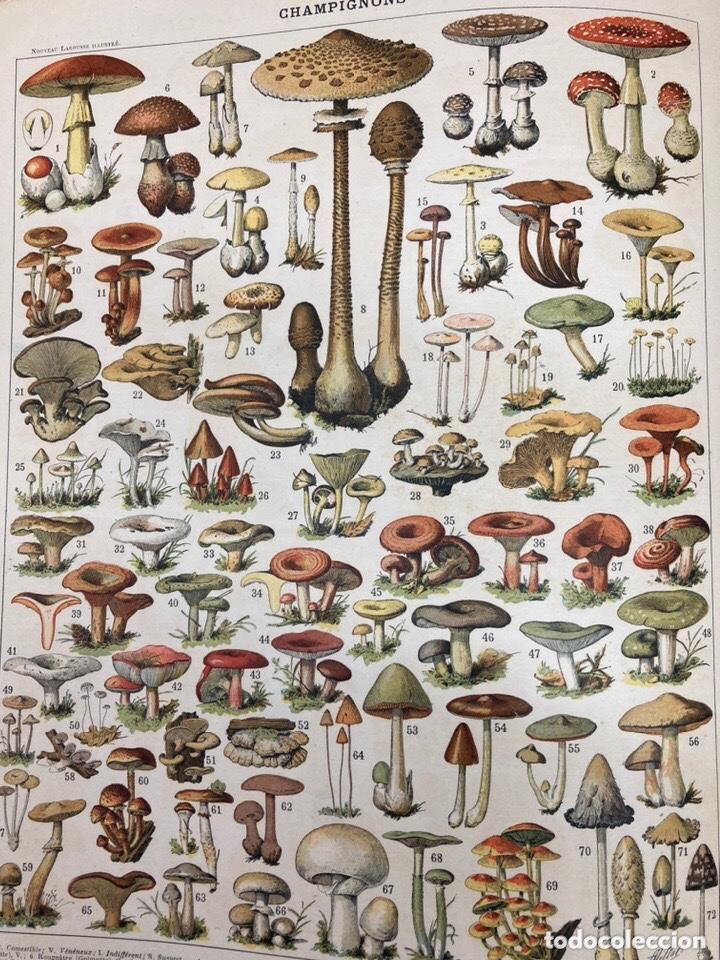 Libros antiguos: Libro de posible enciclopedia laorousse 1900 aprox - Foto 8