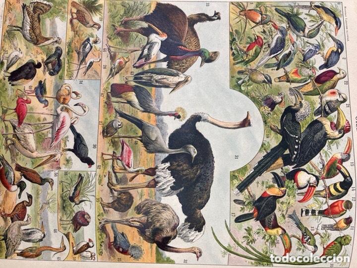 Libros antiguos: Libro de posible enciclopedia laorousse 1900 aprox - Foto 9