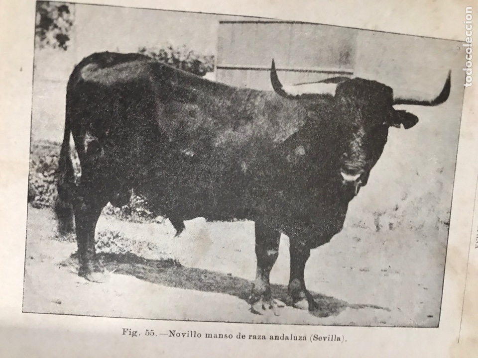 Libros antiguos: Ganado Vacuno. Santos Ar&aacute;n. 1918 - Foto 5