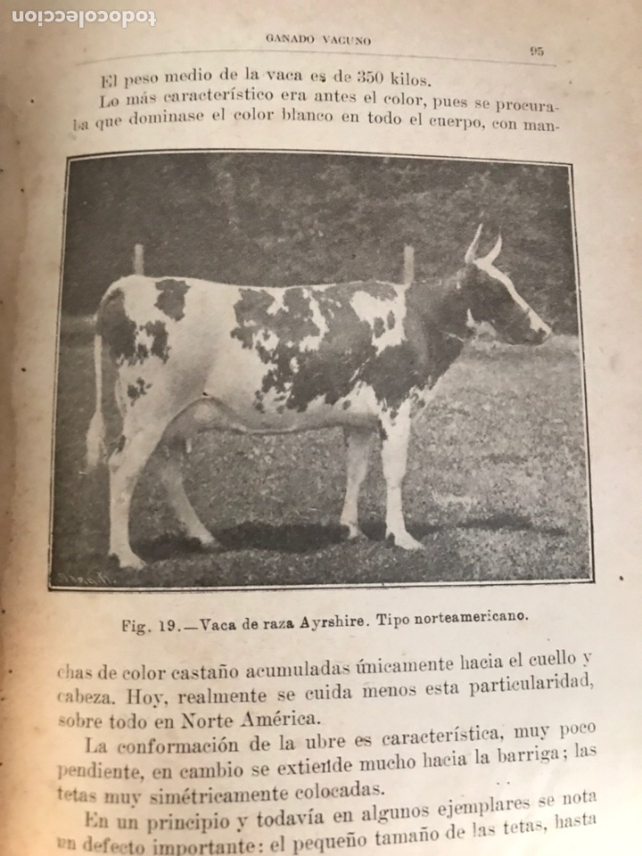 Libros antiguos: Ganado Vacuno. Santos Ar&aacute;n. 1918 - Foto 6