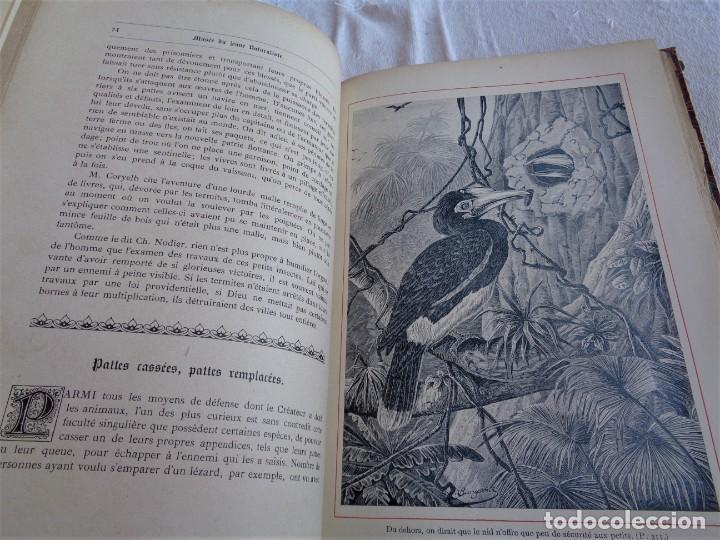 Libros antiguos: Mus&eacute;e du jeune Naturaliste Chr&eacute;tien - Foto 10