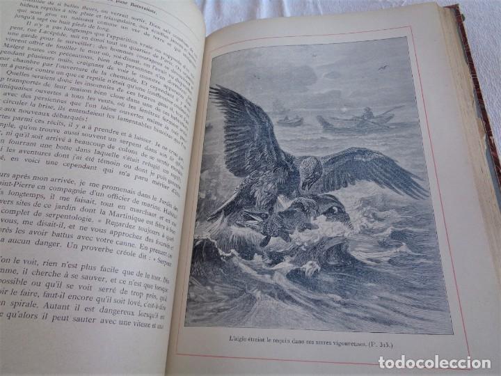 Libros antiguos: Mus&eacute;e du jeune Naturaliste Chr&eacute;tien - Foto 13