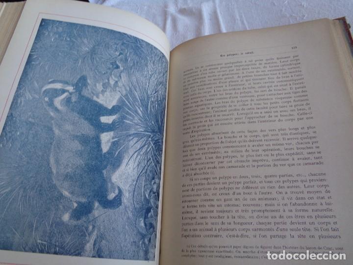 Libros antiguos: Mus&eacute;e du jeune Naturaliste Chr&eacute;tien - Foto 14