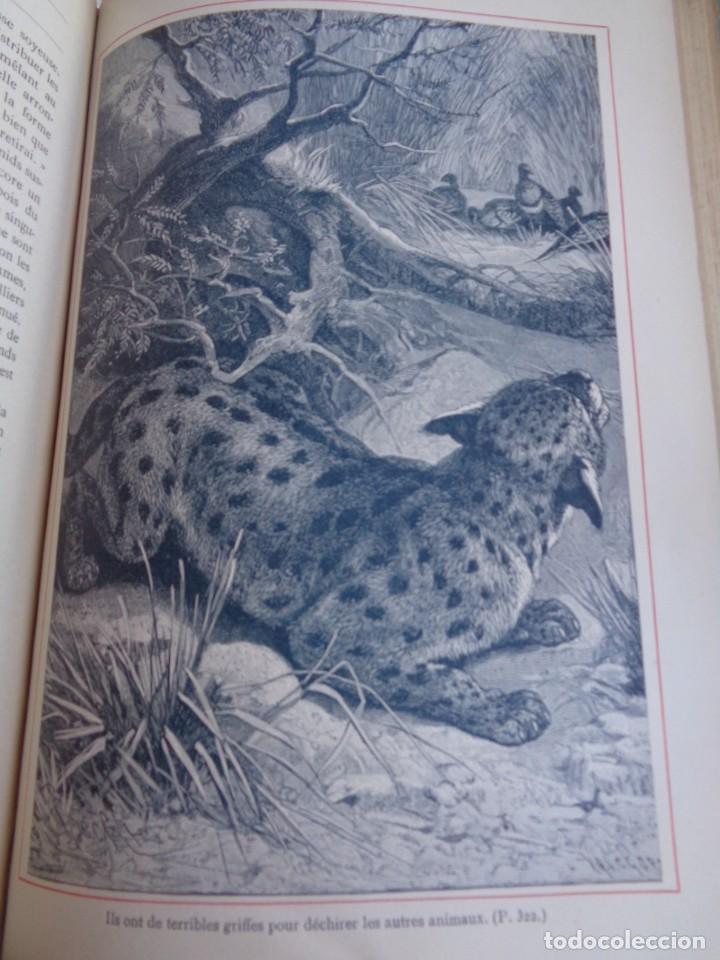Libros antiguos: Mus&eacute;e du jeune Naturaliste Chr&eacute;tien - Foto 17