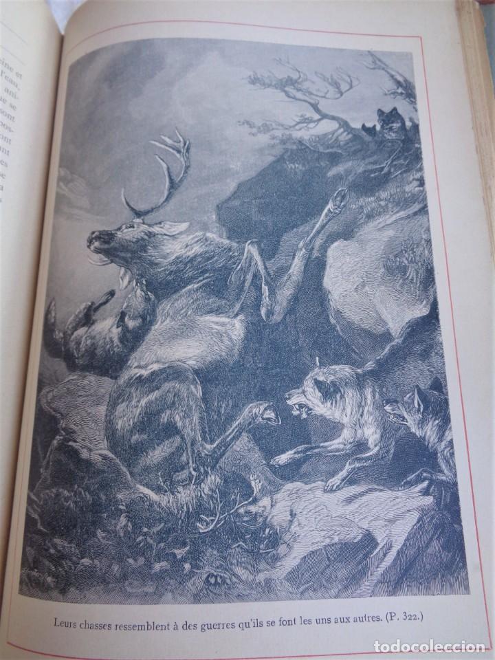 Libros antiguos: Mus&eacute;e du jeune Naturaliste Chr&eacute;tien - Foto 20