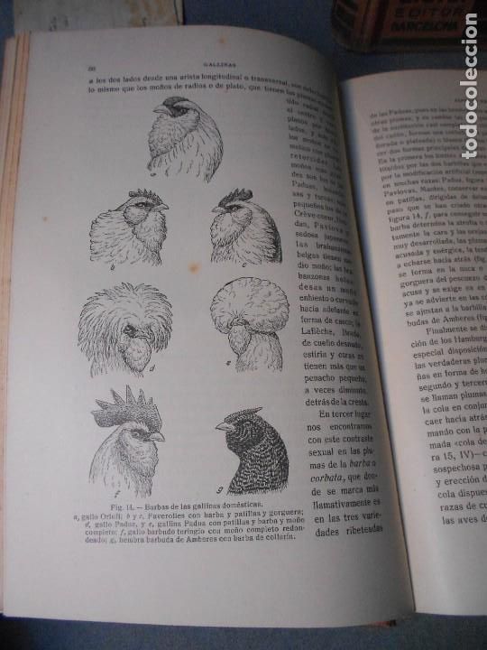 Libros antiguos: AVICULTURA. DOS TOMOS - Foto 10