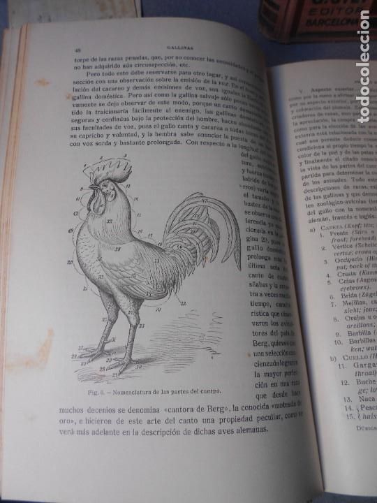 Libros antiguos: AVICULTURA. DOS TOMOS - Foto 11
