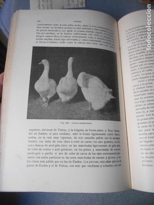 Libros antiguos: AVICULTURA. DOS TOMOS - Foto 15
