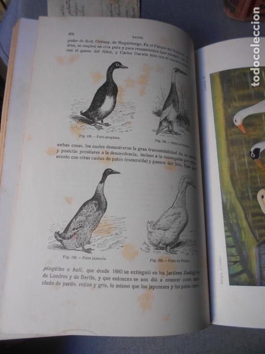 Libros antiguos: AVICULTURA. DOS TOMOS - Foto 17