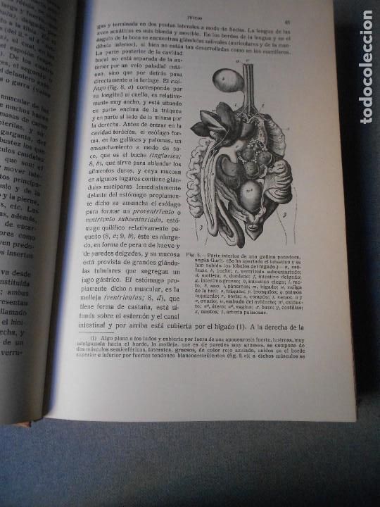 Libros antiguos: AVICULTURA. DOS TOMOS - Foto 24