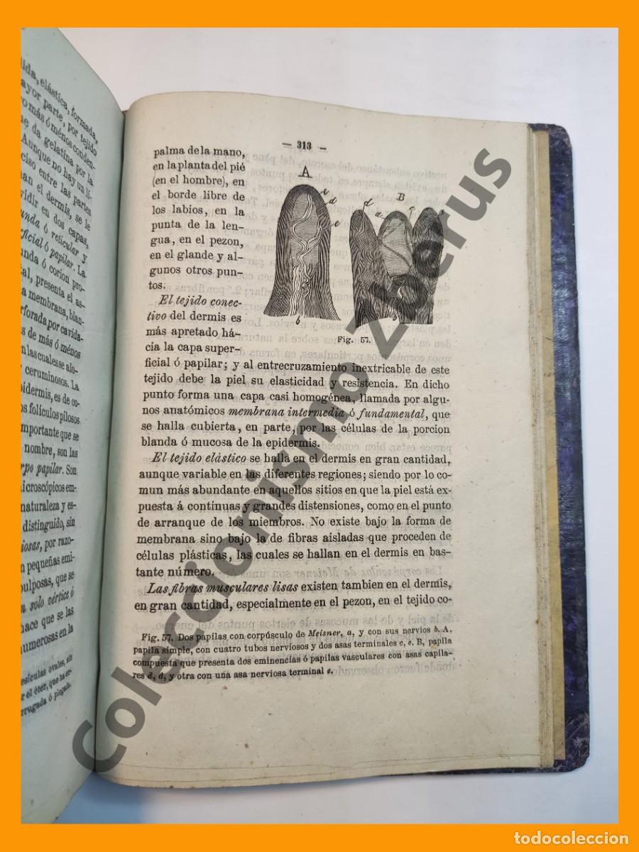 Libros antiguos: Elementos de Anatomia General o Histologia Comparada - Francisco Ortego y Navas - Foto 4