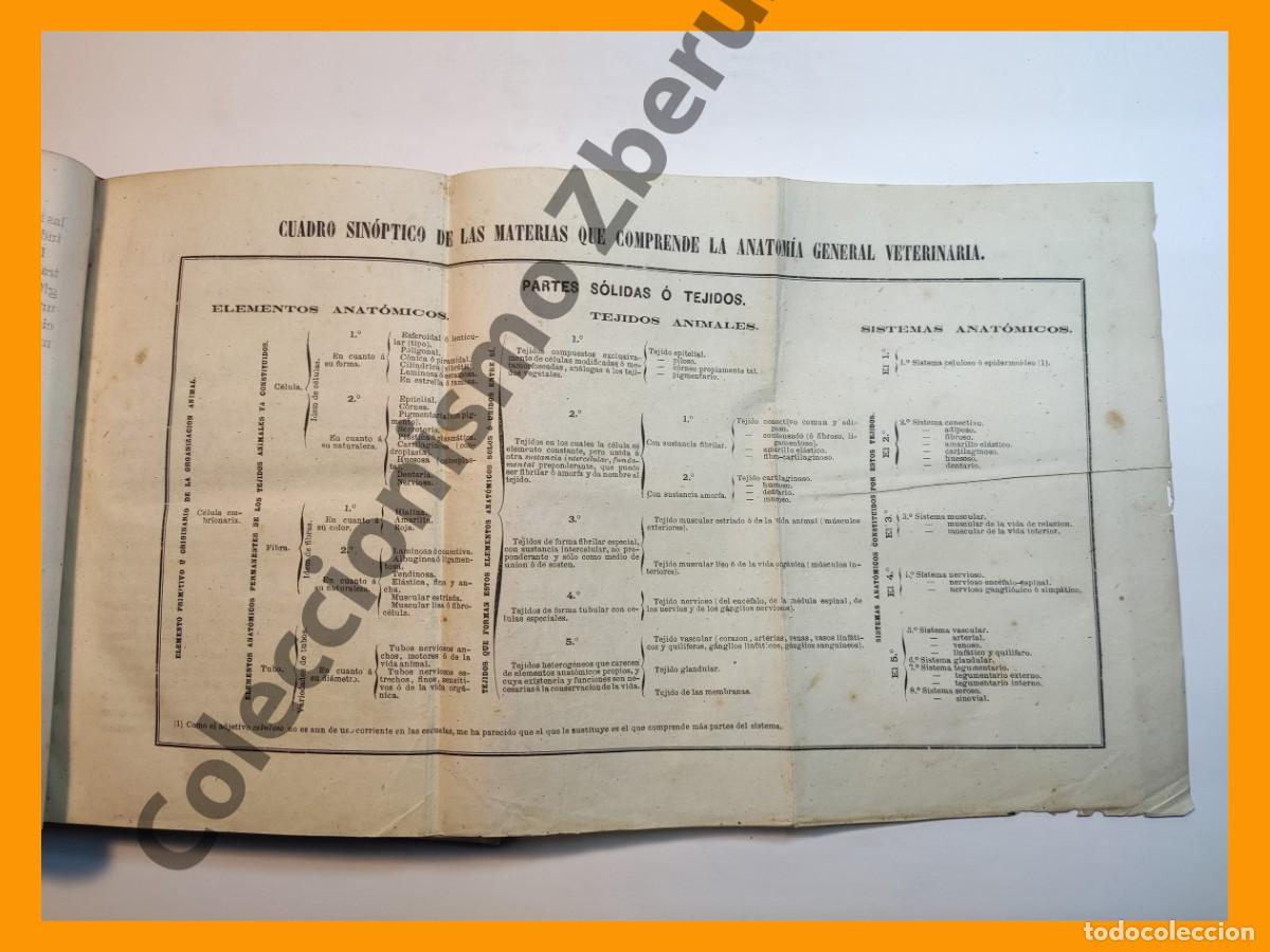 Libros antiguos: Elementos de Anatomia General o Histologia Comparada - Francisco Ortego y Navas - Foto 5