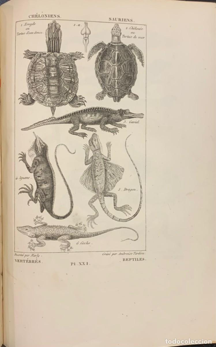 Libros antiguos: Nuevos Elementos de Historia Natural. A. Salacroux - Foto 2
