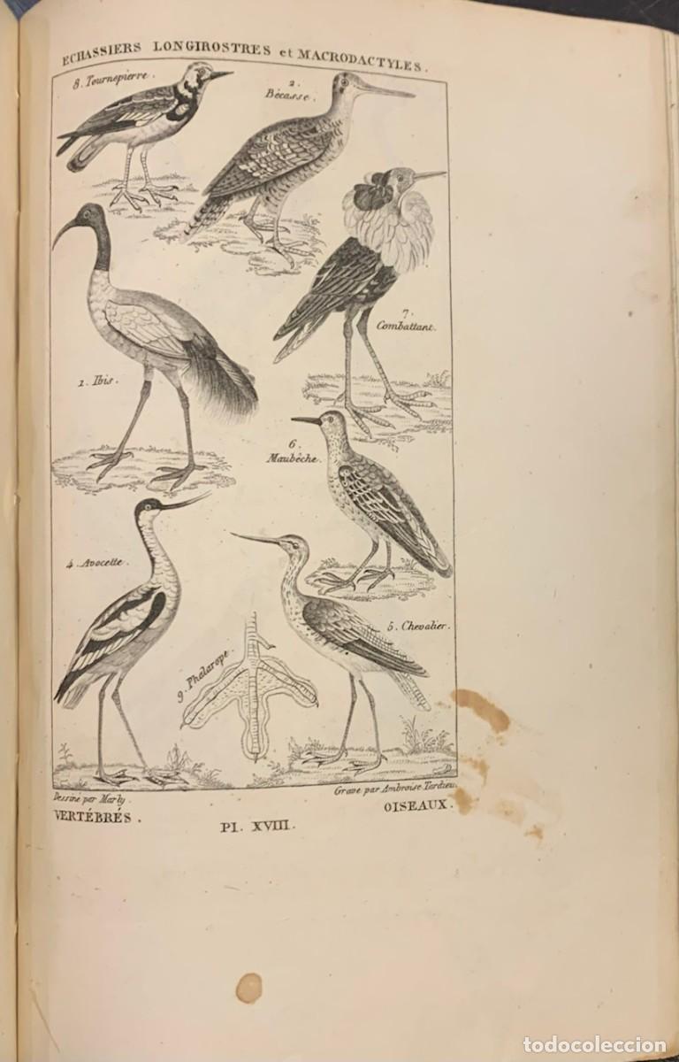 Libros antiguos: Nuevos Elementos de Historia Natural. A. Salacroux - Foto 3