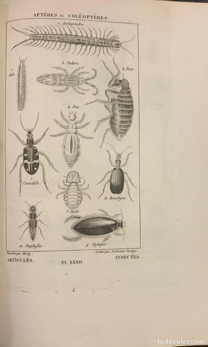 Libros antiguos: Nuevos Elementos de Historia Natural. A. Salacroux - Foto 4