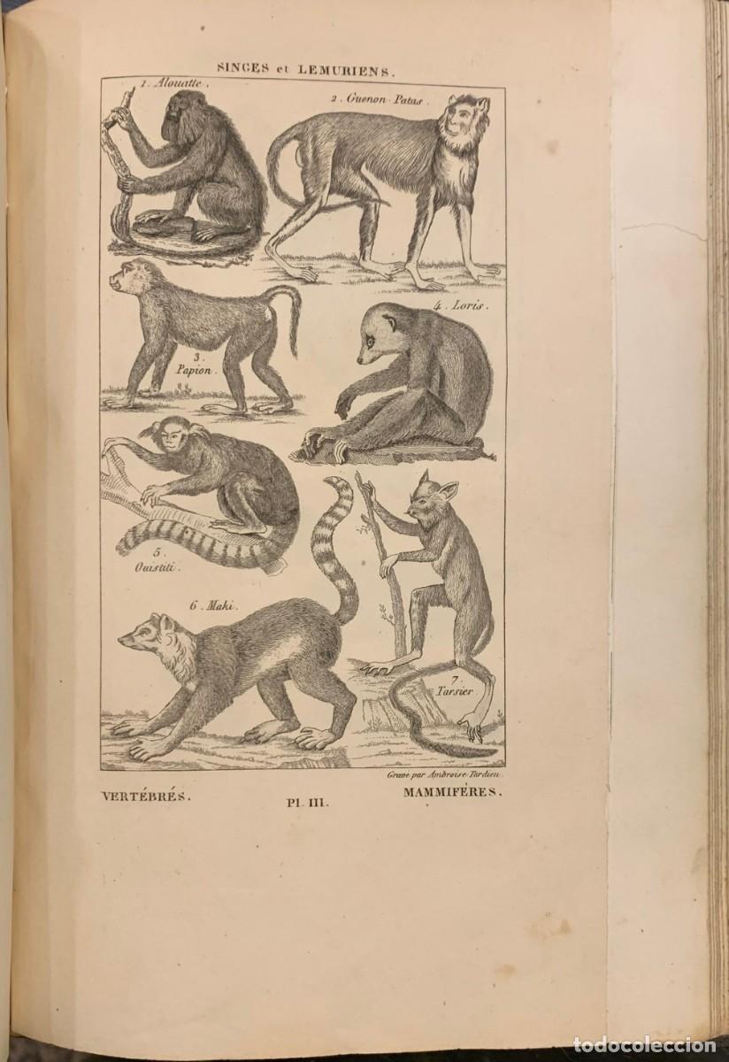 Libros antiguos: Nuevos Elementos de Historia Natural. A. Salacroux - Foto 5