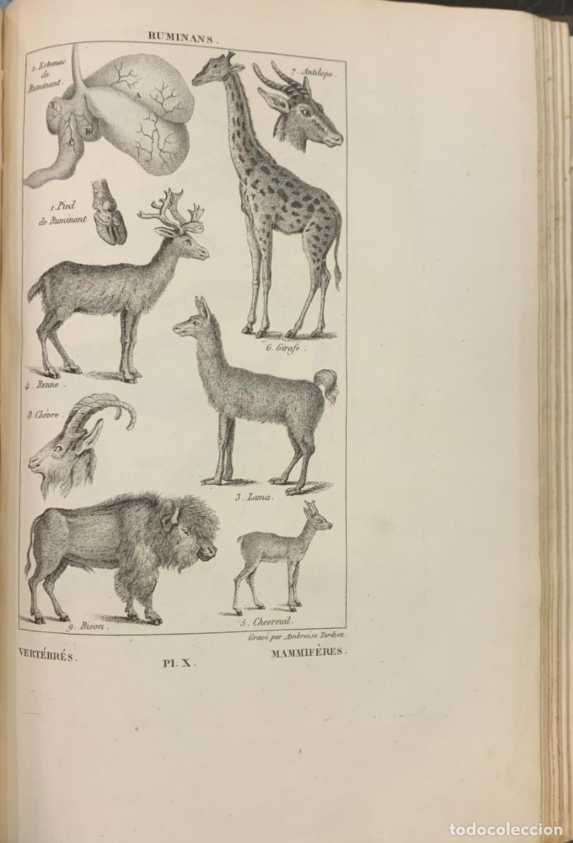 Libros antiguos: Nuevos Elementos de Historia Natural. A. Salacroux - Foto 6