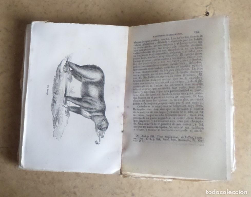 Libros antiguos: Obras completas DE BUFFON - COMPLEMENTOS - Mr. P. Lesson -Tomo III - 1948 - Foto 6