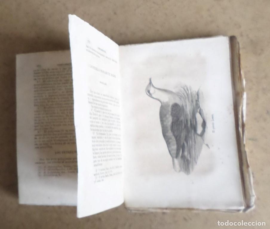Libros antiguos: Obras completas DE BUFFON - COMPLEMENTOS Mr. P. Lesson 1849 - Foto 6
