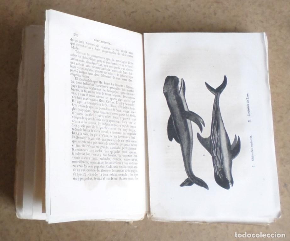 Libros antiguos: Obras completas DE BUFFON - COMPLEMENTOS - Tomo 4 - Madrid 1849 - Con grabados - Foto 4
