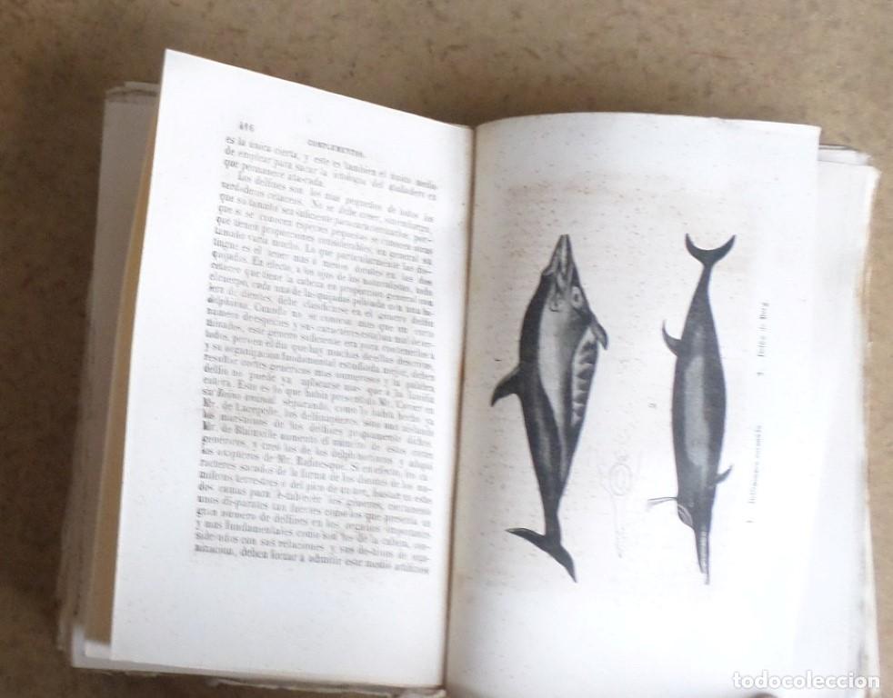Libros antiguos: Obras completas DE BUFFON - COMPLEMENTOS - Tomo 4 - Madrid 1849 - Con grabados - Foto 6