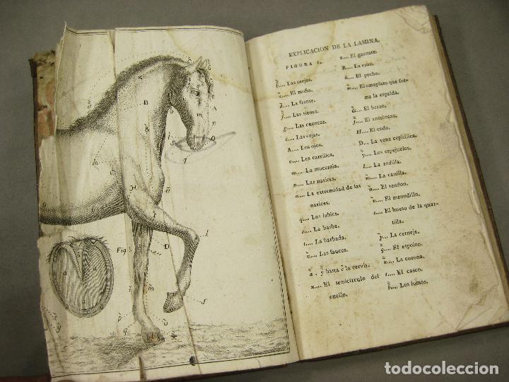 Libros antiguos: EXTERIOR DEL CABALLO - Foto 1
