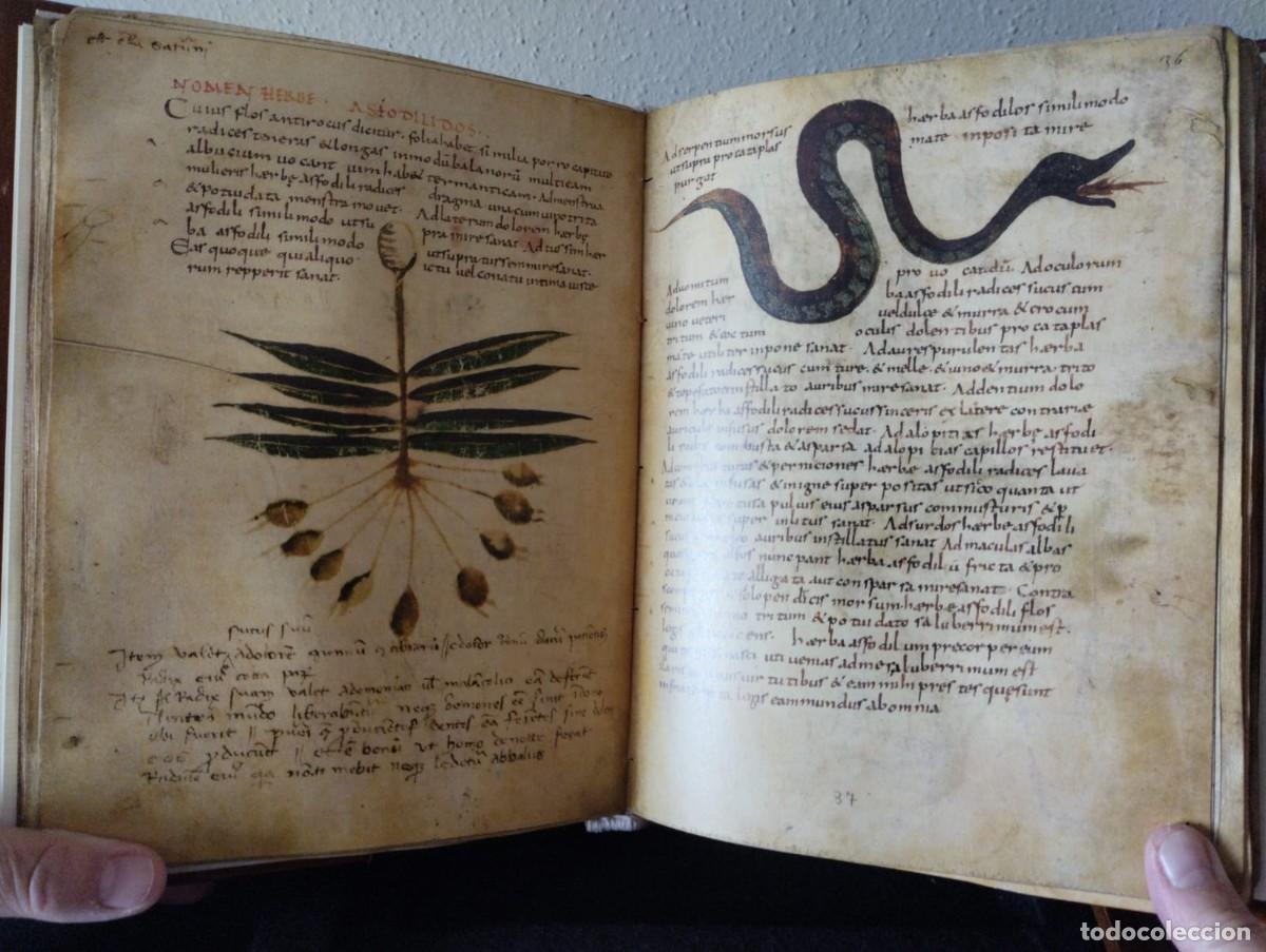 Libros antiguos: HERBOLARIUM ET MATERIA MEDICA - Foto 4
