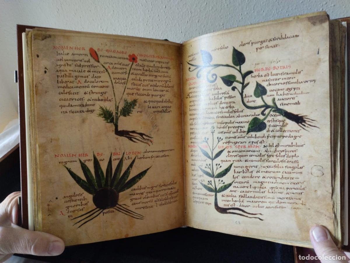 Libros antiguos: HERBOLARIUM ET MATERIA MEDICA - Foto 5
