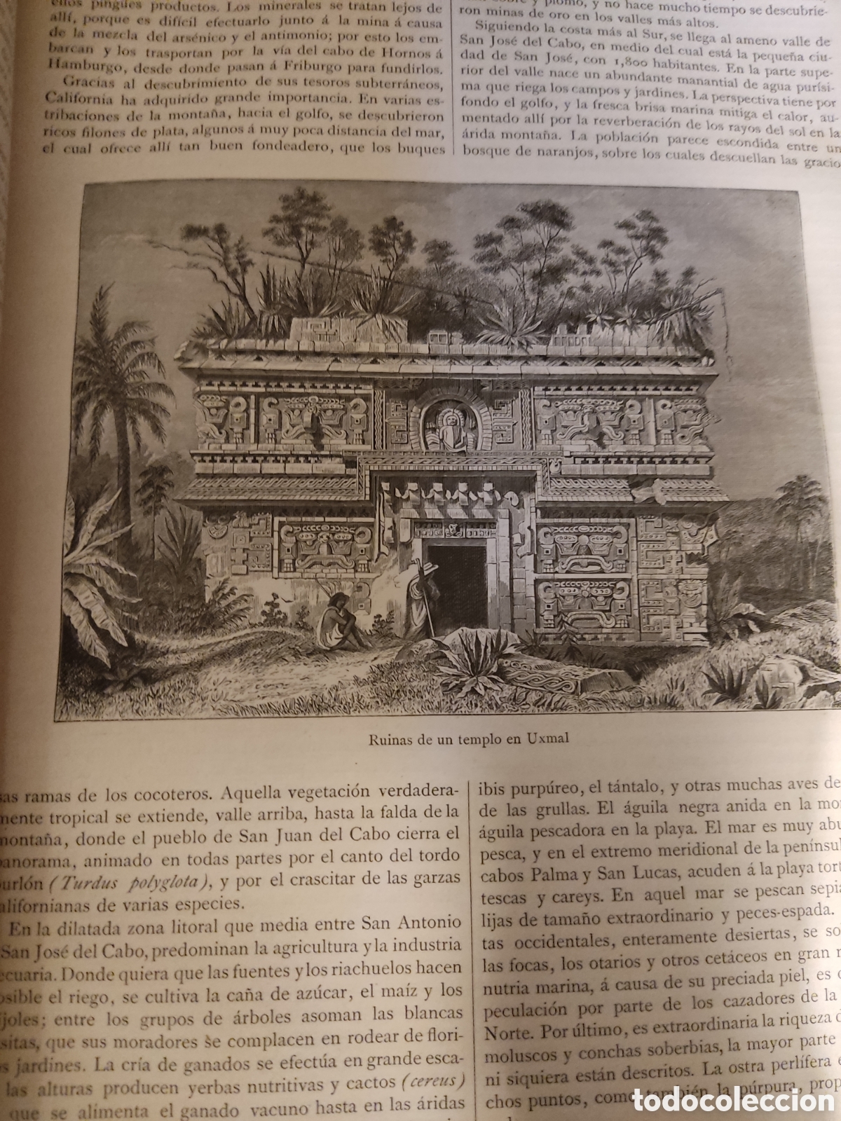Libros antiguos: 2 tomos la tierra y el hombre 1886 hellwald - Foto 4