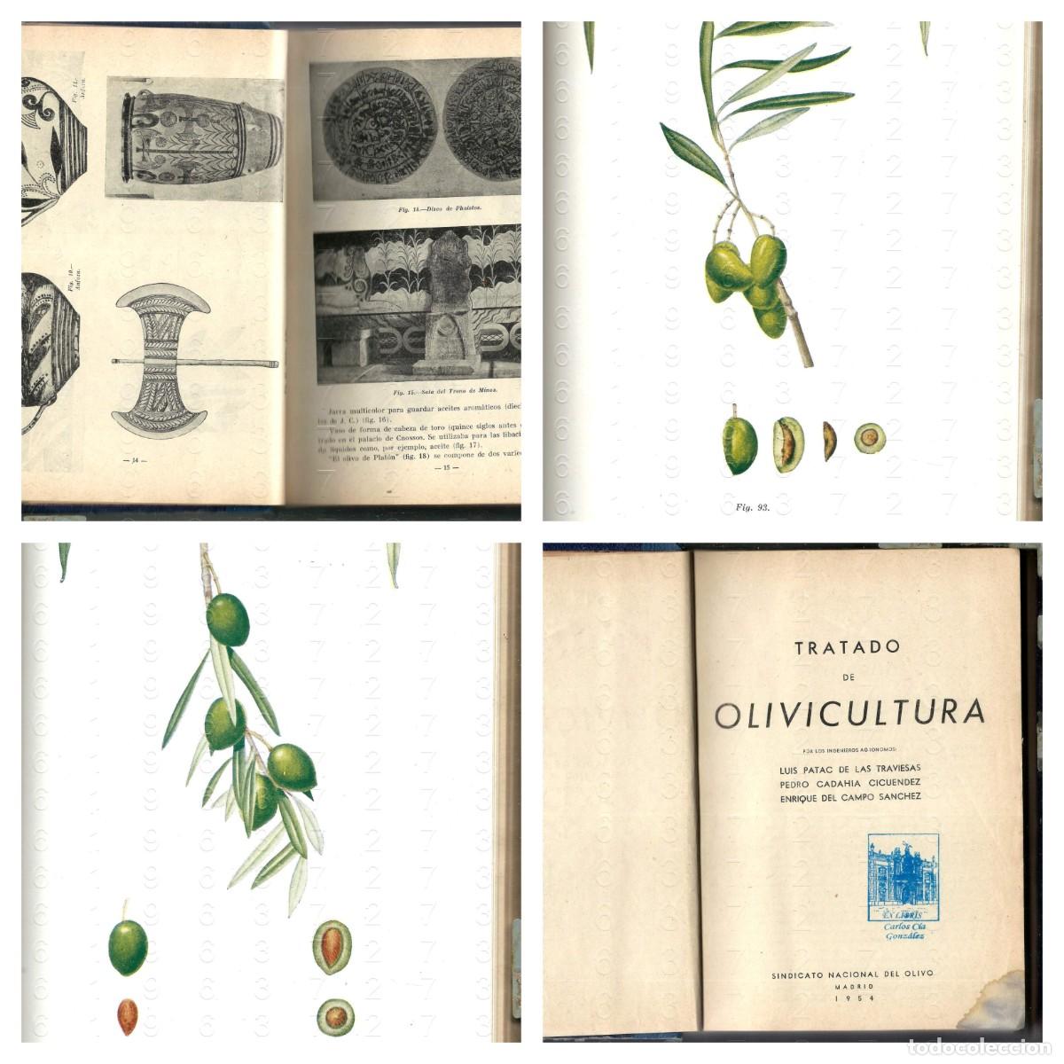 Livres anciens: TRATADO DE OLIVICULTURA LUIS PATAC DE LAS TRAVIESAS 1954 646PG U61